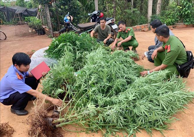 Liên tiếp phát hiện các vụ trồng trái phép cây cần sa tại Đắk Lắk |  baotintuc.vn