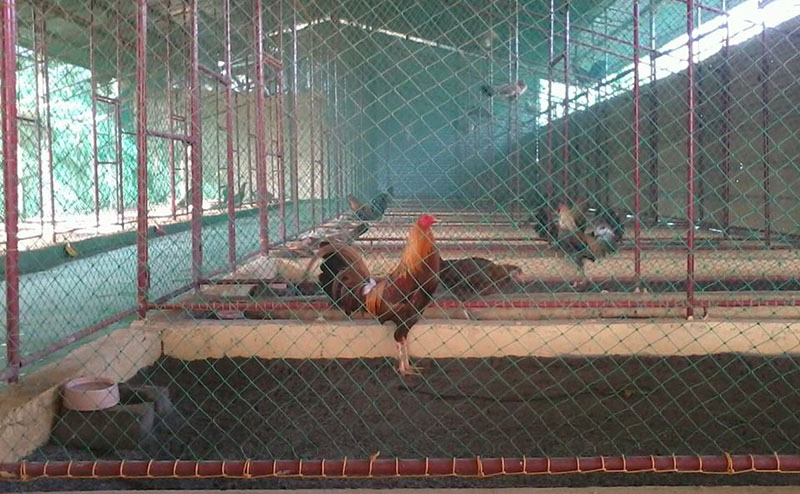 Cách làm chuồng gà khoa học bằng lưới và sắt cho trang trại gà