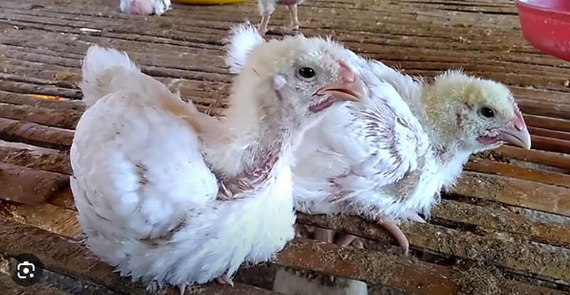 Hướng dẫn chi tiết cách tiêm phòng bệnh đậu mùa cho gà hiệu quả - Thế Giới Chọi Gà