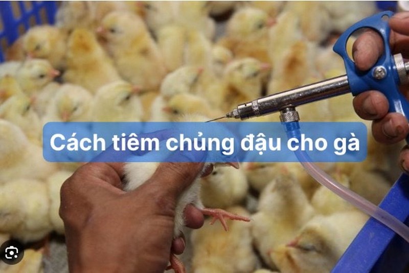 Hướng dẫn chi tiết cách tiêm phòng bệnh đậu mùa cho gà hiệu quả - Thế Giới Chọi Gà